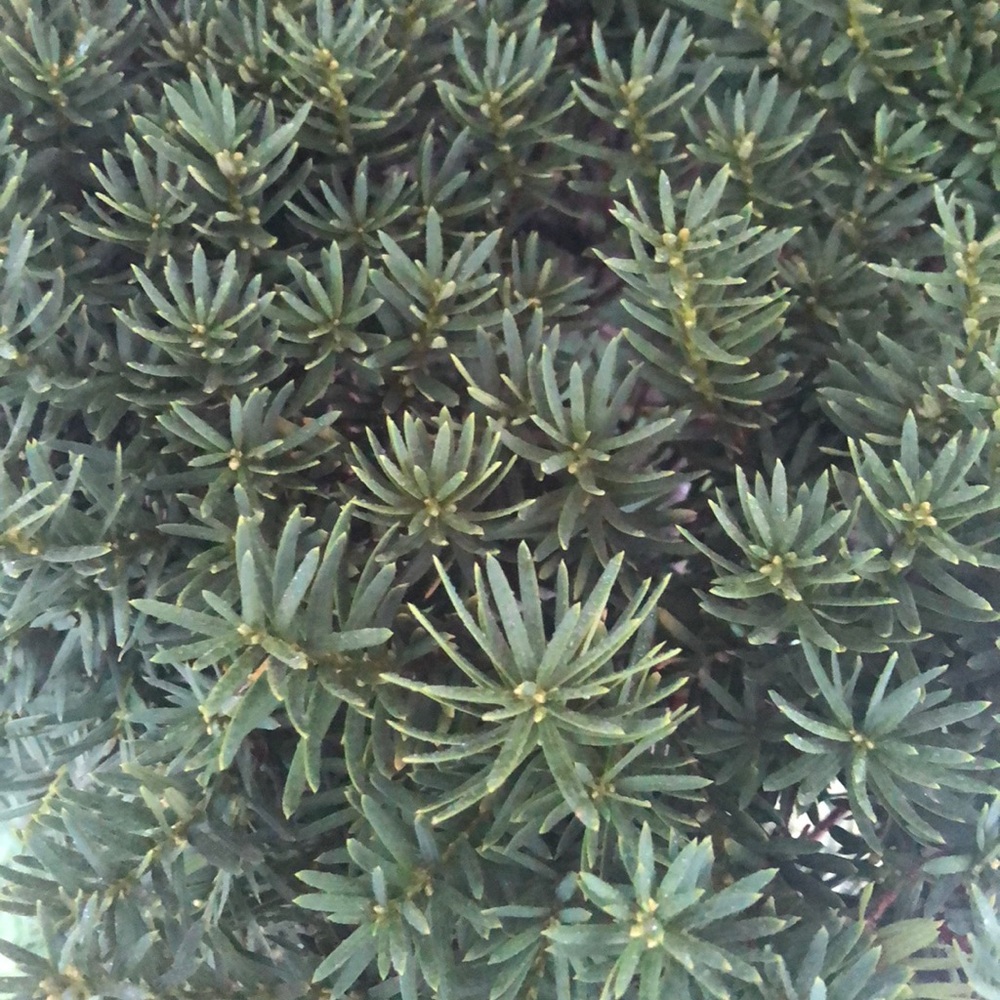 Meet your Posher, Venny